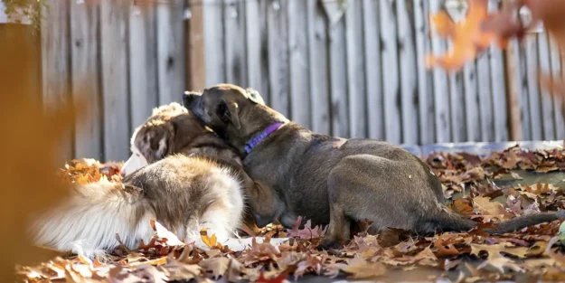 Fall home maintenance checklist